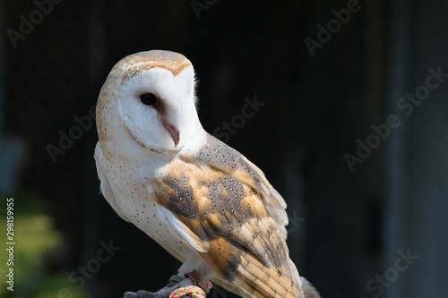 Barn Owl