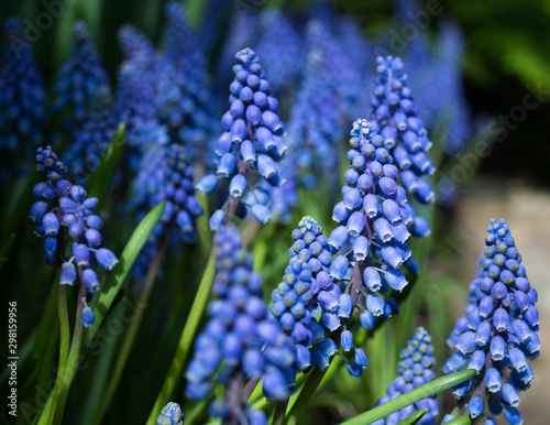 Blue Flower