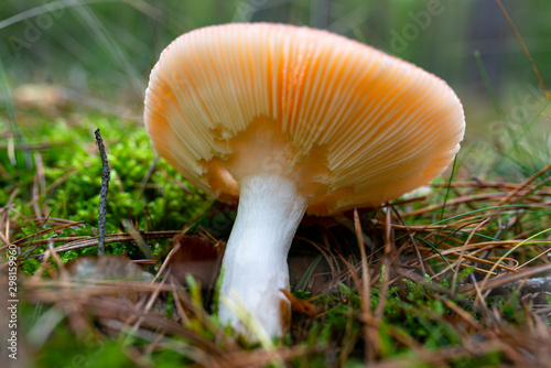 A poisonous fungus growing on the forest litter in the autumn, visible lamellae of the fungus.