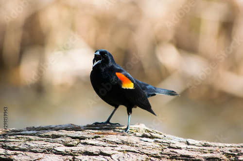 Close up of Bird on a Log