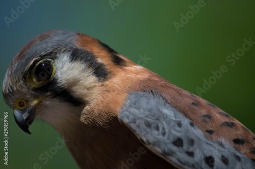 Close up of a Bird