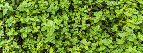 wide shot of fresh bush of mentha suaveolens or apple mint full frame