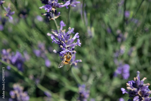 Bee on Lavender