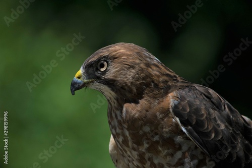 Close up of a Hawk