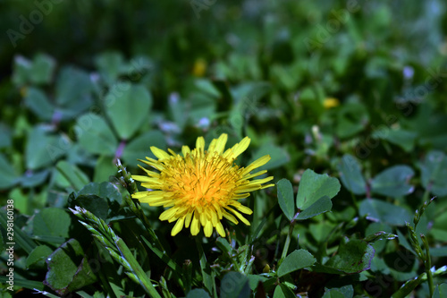 When you look at a field of dandelions