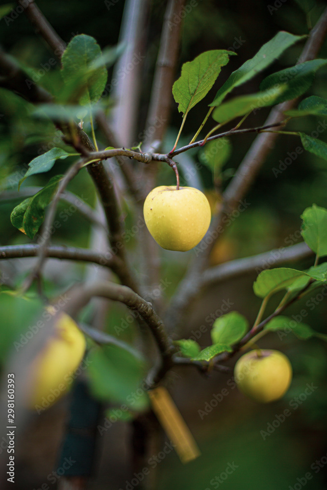 Pomme dans un pommier Pomme dans un pommier