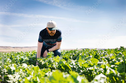 Man crouching in crop field