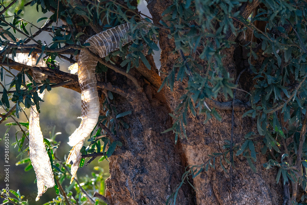 Fototapeta premium Black mamba shedding in Namibia