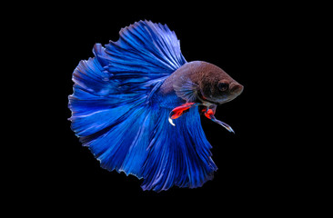 Capture the moving moment of fighting fish isolated on black background ( Betta fish )