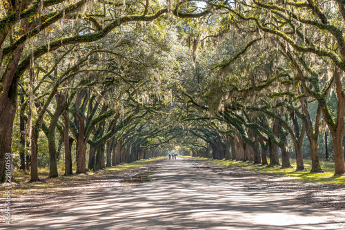 Treelined road with Spanish moss on Wormsloe Historic Site in Savannah, USA photo