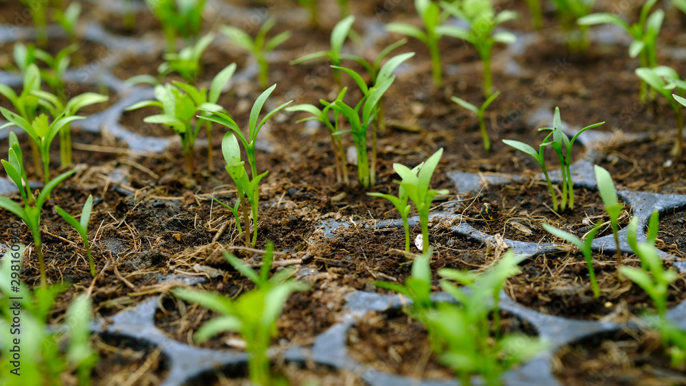 selective Close-up of green seedling, Green salad growing from seed, Organic salad in the garden Plant . selective Close-up of green seedling, Green salad growing from seed, Organic salad in the garden Plant .