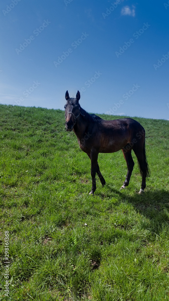 horse in a field horse in a field