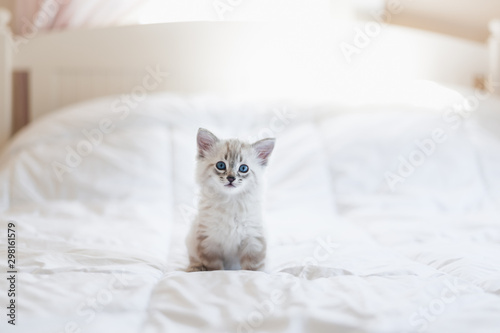 Cute little white kitten with blue eyes