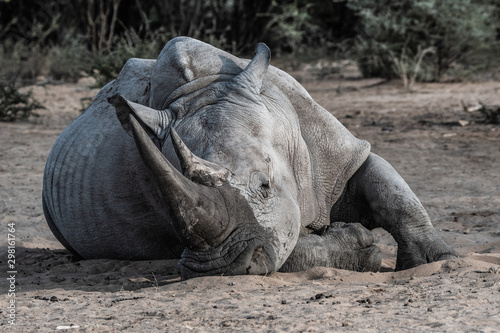 Rhinocéros gris en Namibie, Afrique