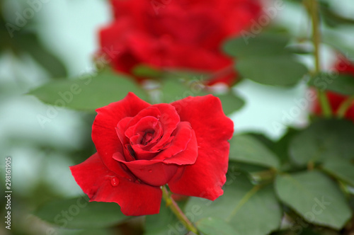 rosa vermelha do jardim da minha casa