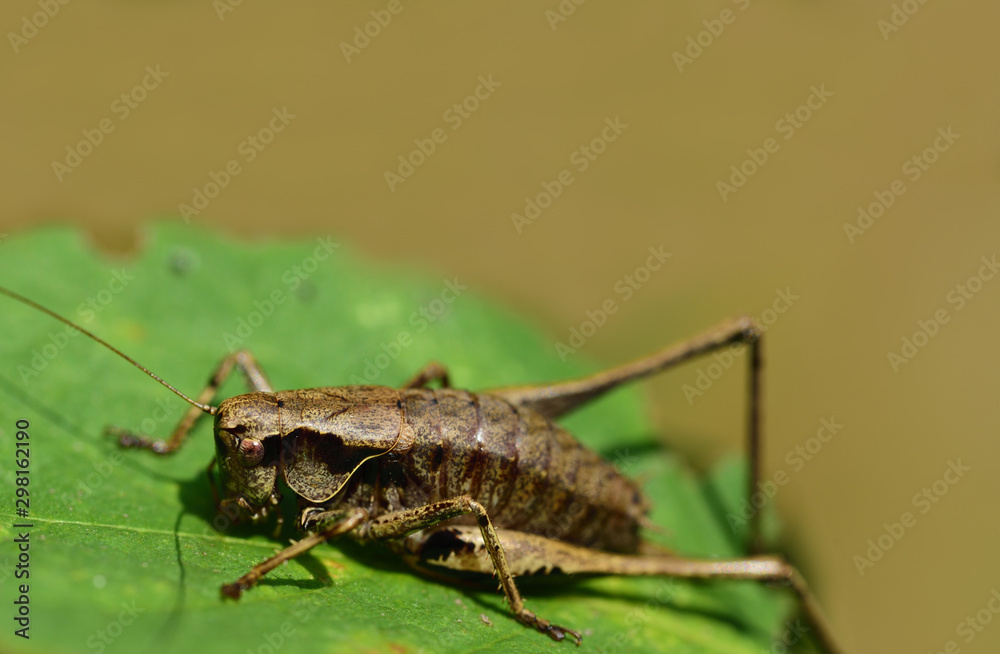 A brown cricket sits on a green leaf against a light background with open space A brown cricket sits on a green leaf against a light background with open space