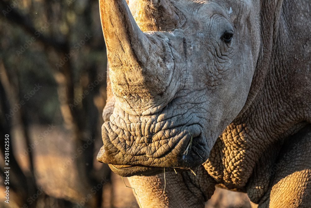 Fototapeta premium Rhinocéros gris en Namibie, Afrique