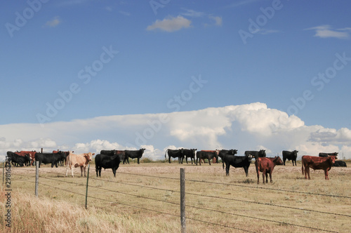 Young steers grazing on the plains of Colorado, USA