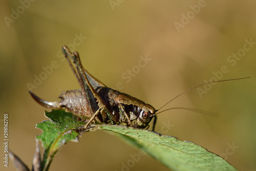 A brown cricket sits on a green leaf against a light background with open space