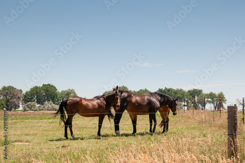 Three horses standing in a fenced pasture