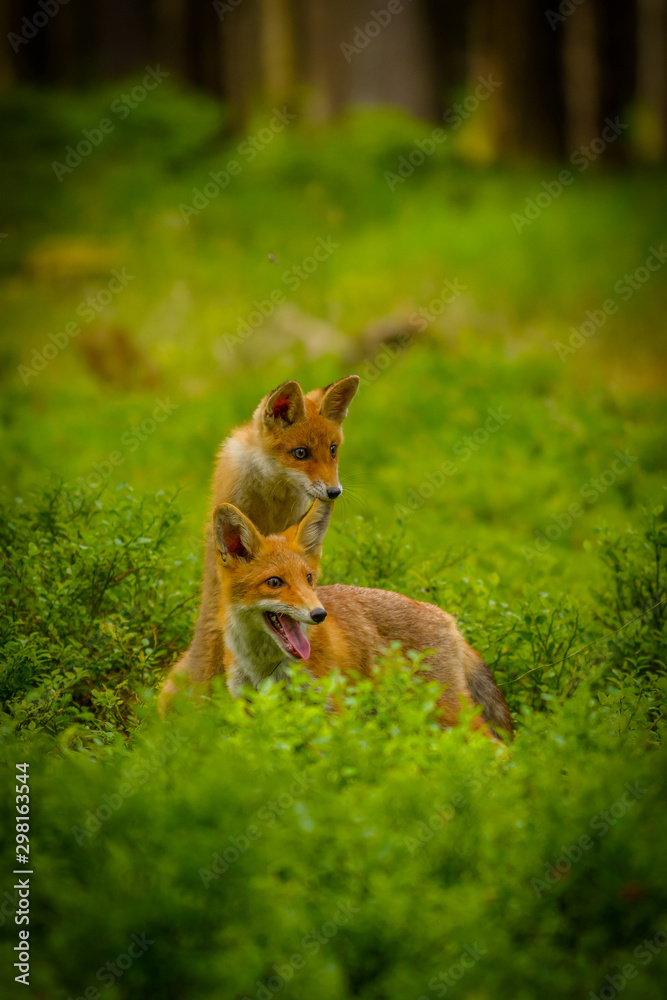 Red fox, vulpes vulpes, adult fox with young Red fox, vulpes vulpes, adult fox with young
