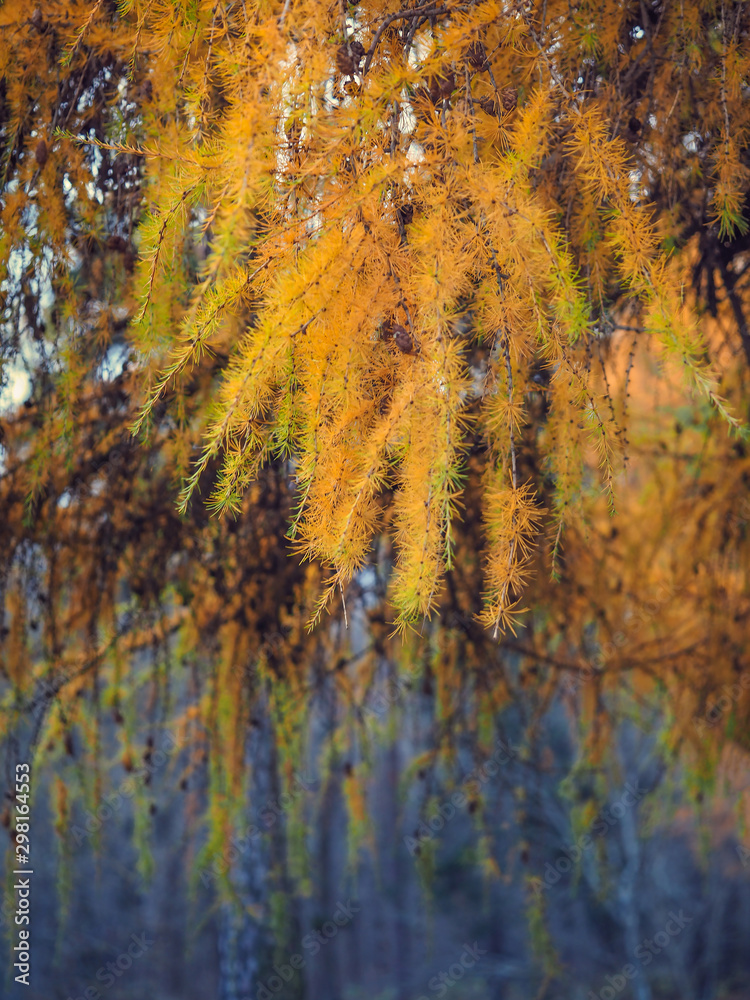 Yellow branch of a larch in the fall. Natural abstract background. Yellow branch of a larch in the fall. Natural abstract background.