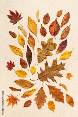 Top view of autumn leaves on a creme hand made textured paper background