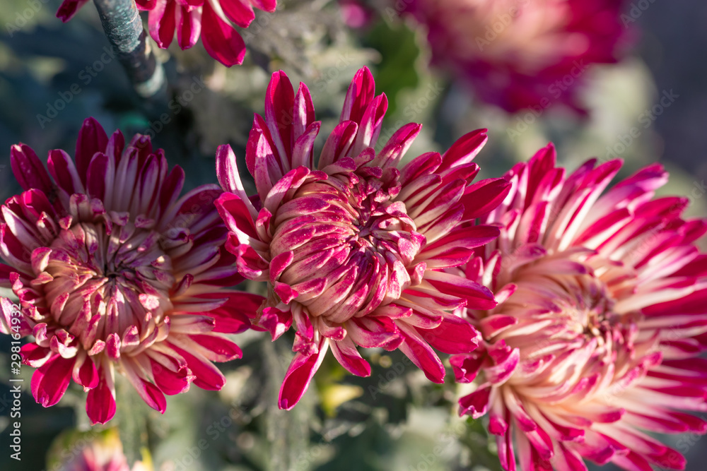 Colorful chrysanthemums close up in autumn Sunny day. Autumn flowers. Colorful chrysanthemums close up in autumn Sunny day. Autumn flowers.