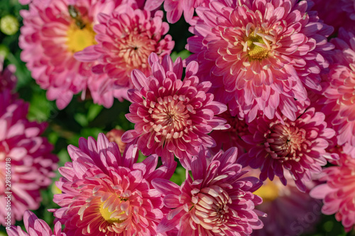 Pink chrysanthemums close up in autumn Sunny day. Autumn flowers