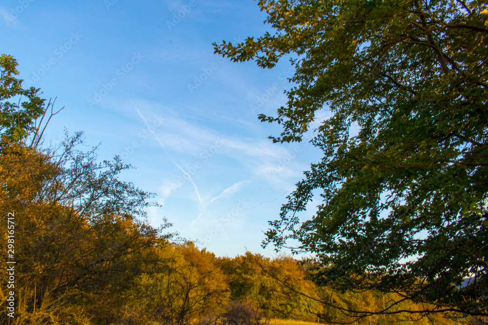 Autumn tree with blue sky outsie during october Autumn tree with blue sky outsie during october