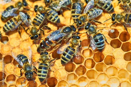 Macro photo of a bee hive on a honeycomb with copyspace. Bees produce fresh, healthy, honey. queen bee. Beekeeping concept
