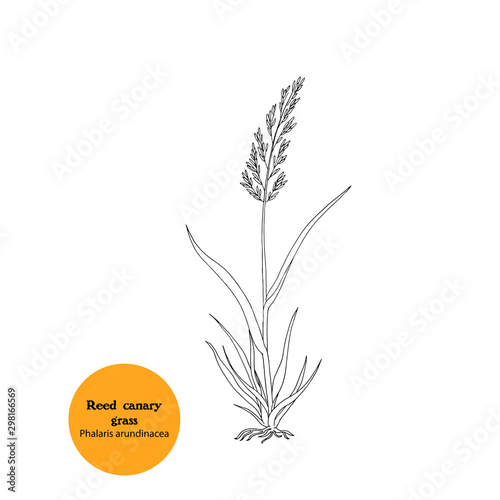Hand drawing of plant for forage, fodder, hay, pasture. Meadow herb for grazing.