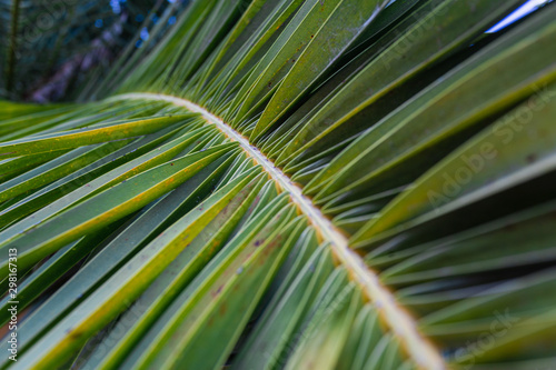 Green leaf of a date palm tree closeup. Palm leaf. Closeup of palm carved leaves
