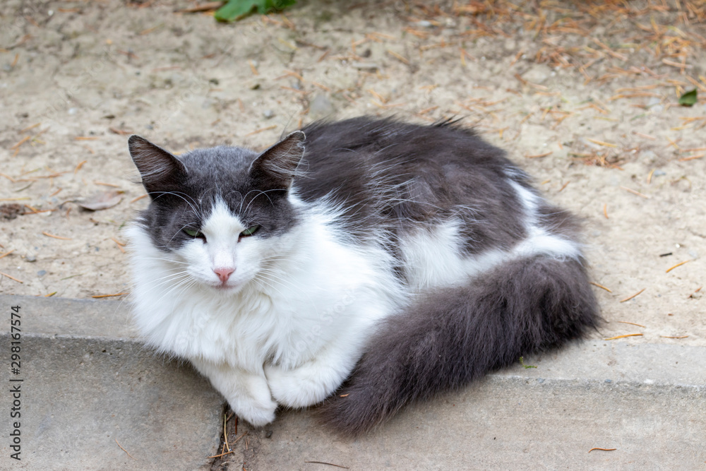 Portrait of a street cat with black and white spots lying on a stone