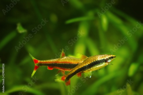 adult pair of pencilfish spawn in nature biotope aquarium, Nannostomus beckfordi red, Brazilian ornamental blackwater fish from Rio Negro