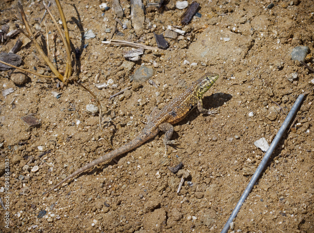 Western Fence Lizard (Sceloporus occidentalis) Western Fence Lizard (Sceloporus occidentalis)