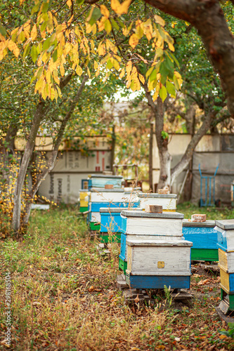 Apiary with wooden old beehives in fall. Preparing bees for wintering. Autumn flight of bees before frosts. Warm weather in apiary in fall.