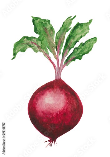 Watercolor ripe beetroot fruit. For compositions on the theme of food, cooking, vegetables, salads, snacks. Object on a white background.