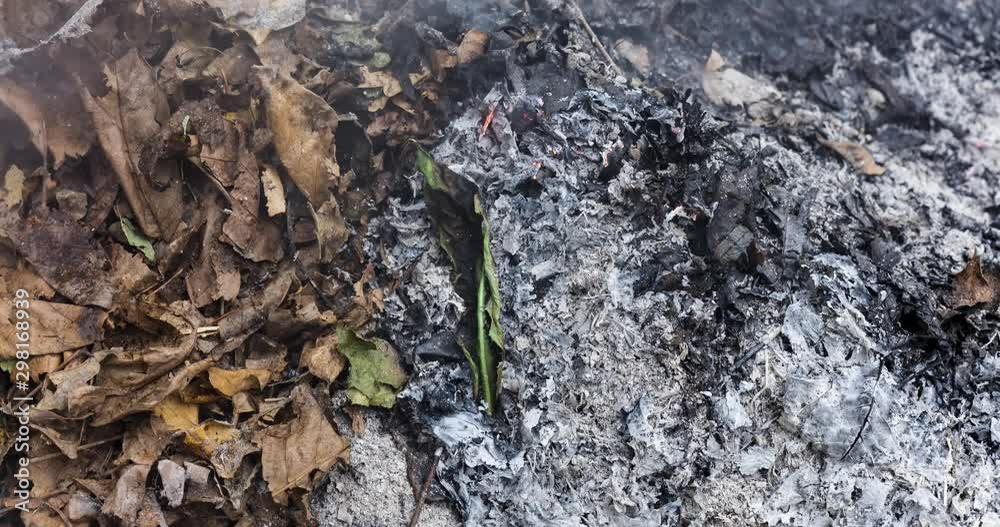 A time lapse video of a large green leaf burning on a pile of dry leaves in autumn. 4k, 4096p, 25fps A time lapse video of a large green leaf burning on a pile of dry leaves in autumn. 4k, 4096p, 25fps