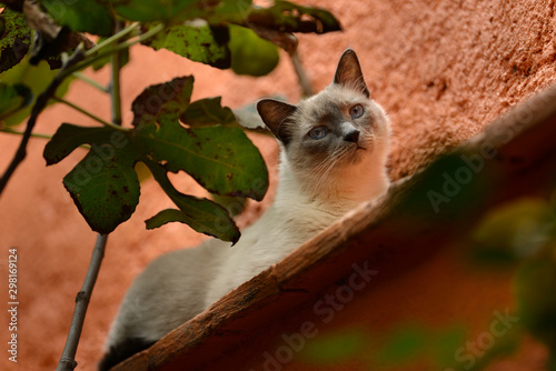 Gato en una barda photo