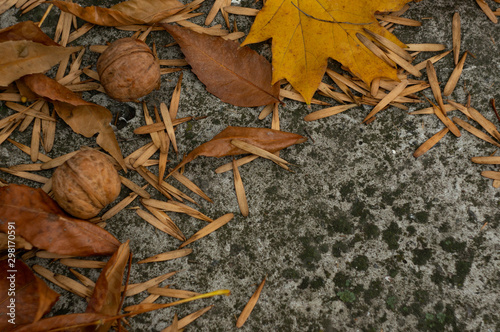 yellow autumn leaves and walnuts lie on a gray concrete surface background