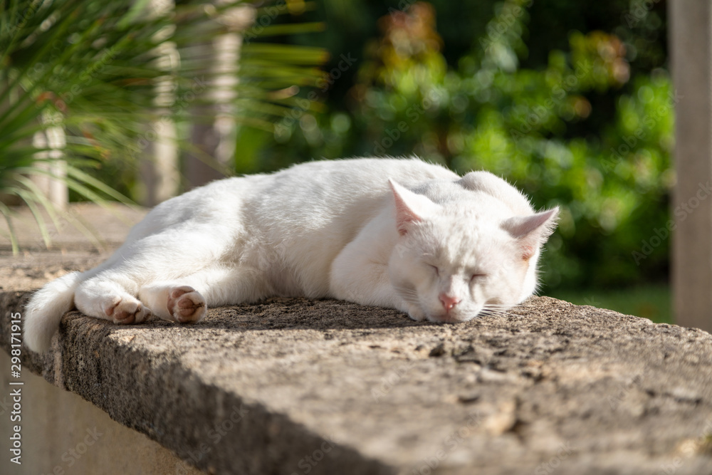 cat sunbathing on a wall