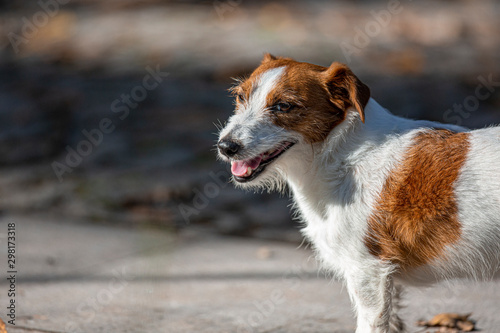 Jack Russel Terrier in a park among autumn leaves. © Brais Seara