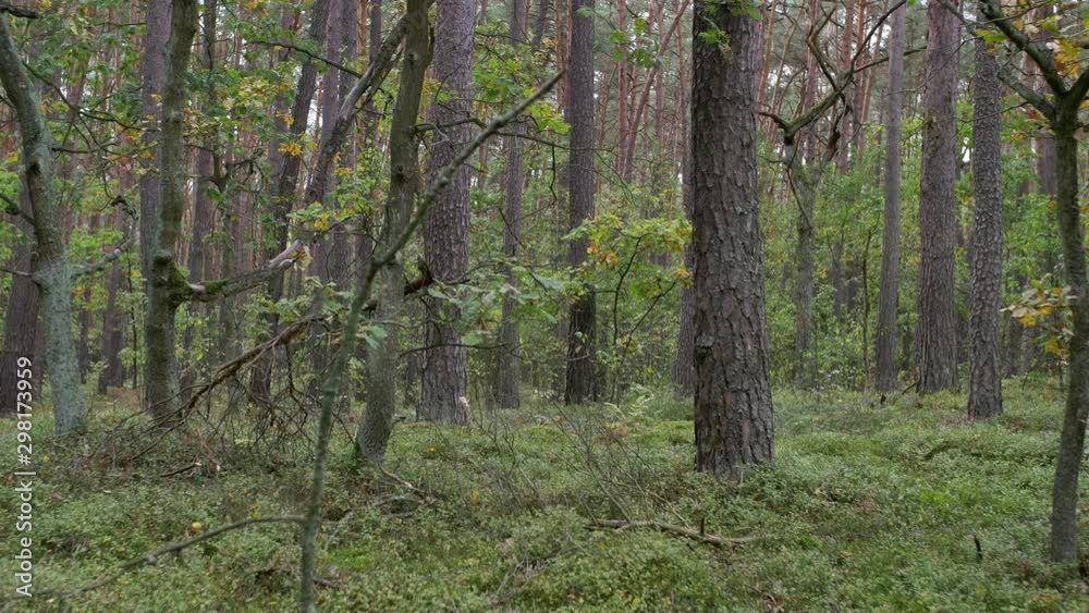 Morning in beautiful wood, with old, great trees. Morning in beautiful wood, with old, great trees.
