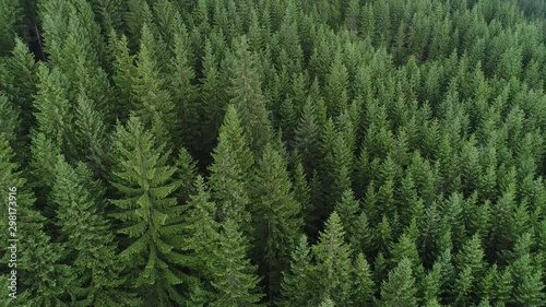 coniferous forest the aerial view