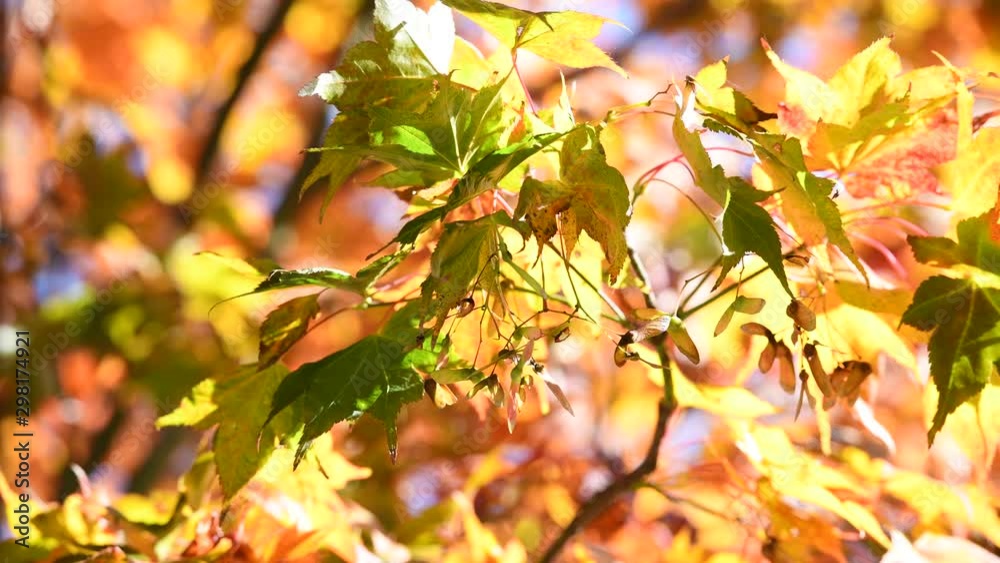 Japanese Maple Changing in Autumn Colors From Green Japanese Maple Changing in Autumn Colors From Green