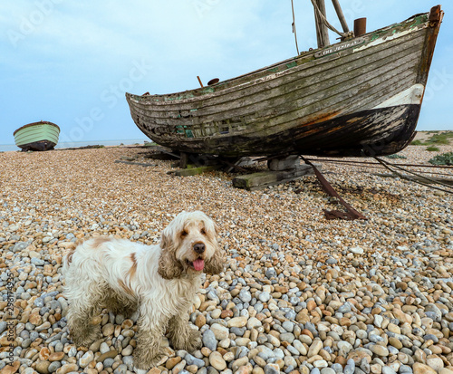 Happy English Cocker Spaniel Orange Roan Dog