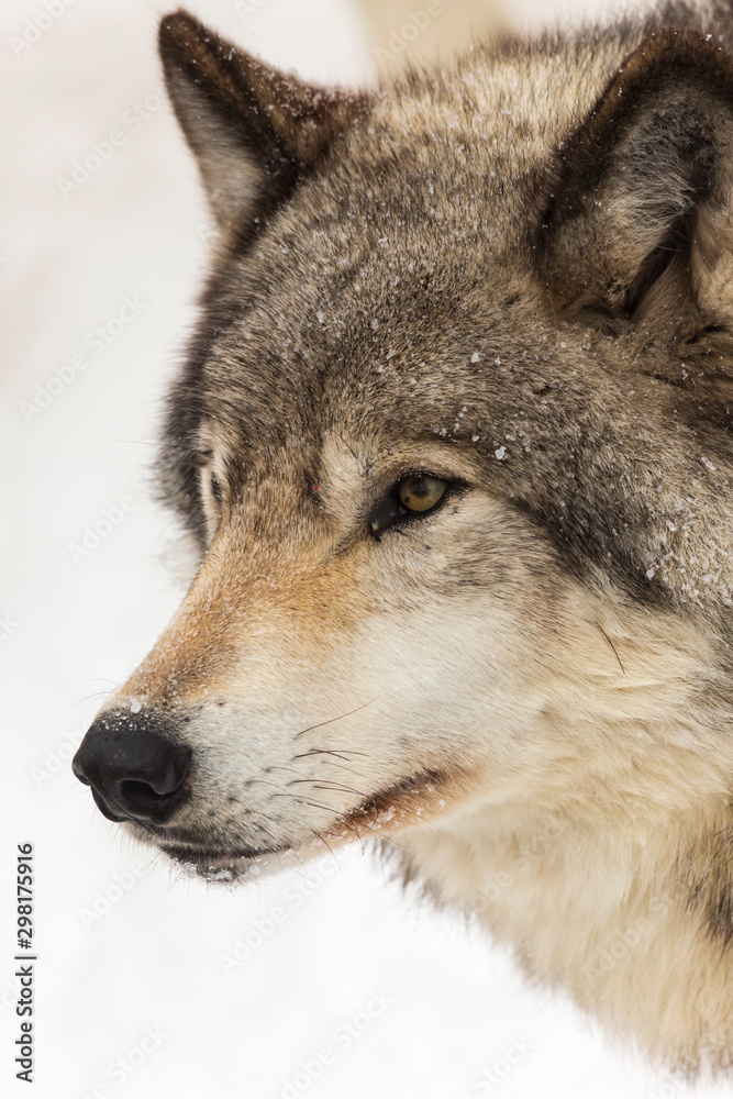 Profile of a lone timber wolf