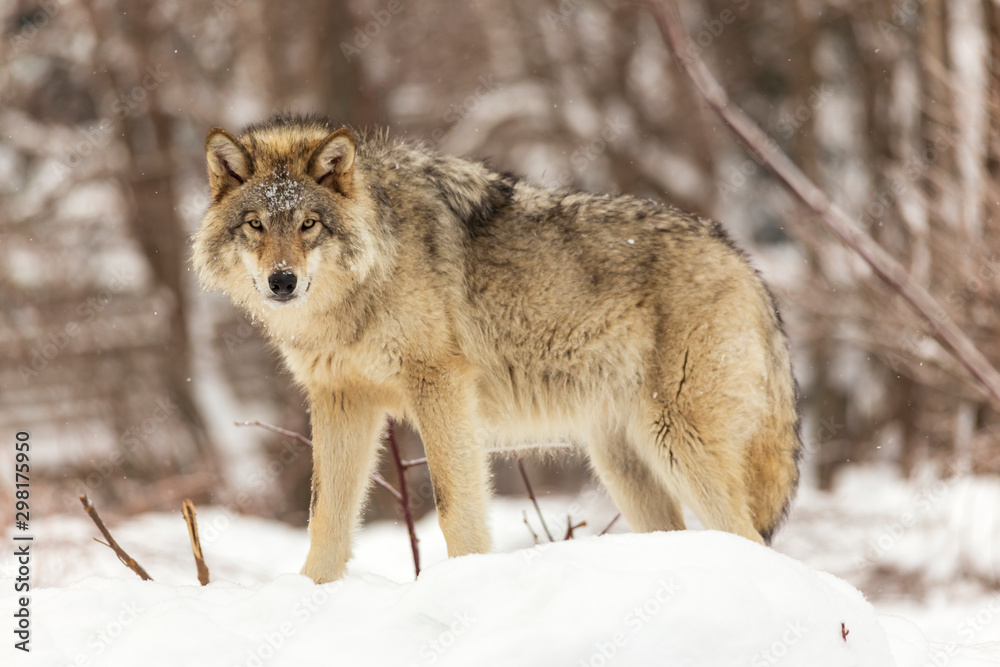 a lone timber wolf in winter