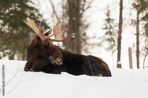 A resting male moose